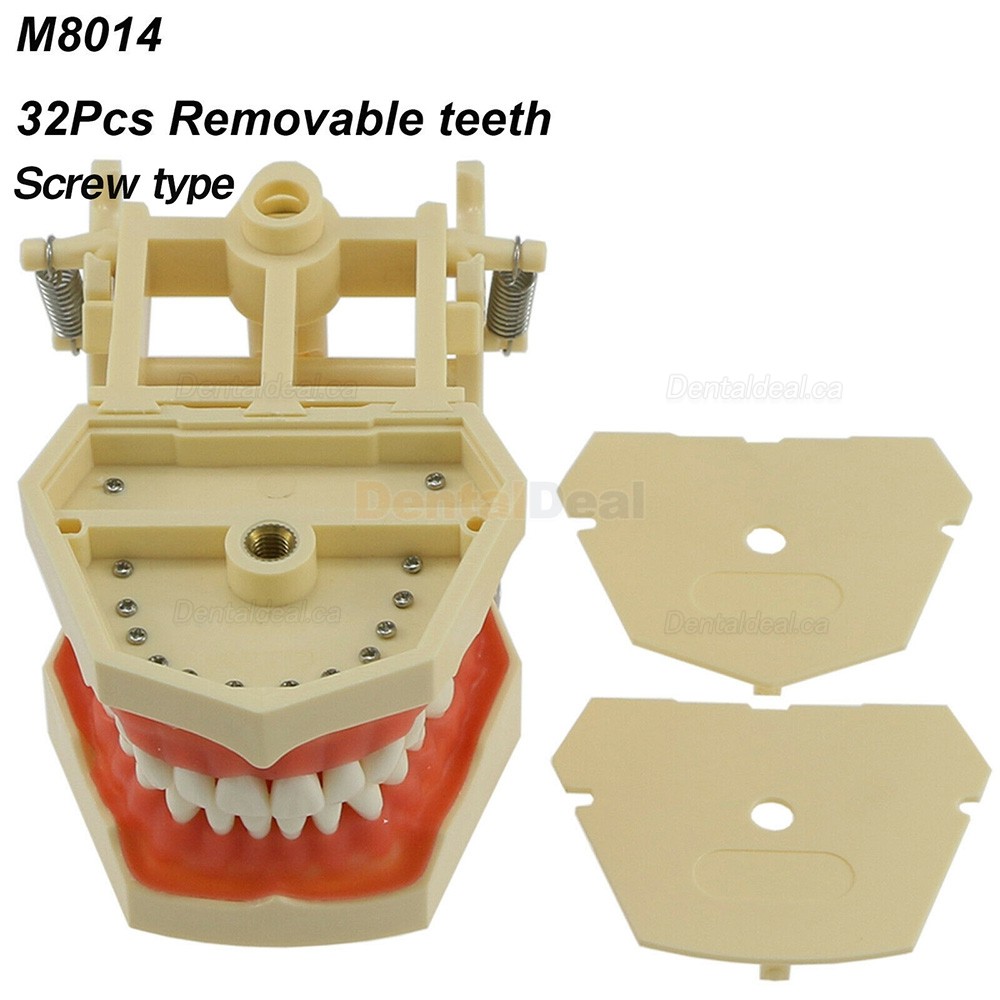 Dental Typodont Model M8014 32Pcs Teeth Fit Frasaco AG3